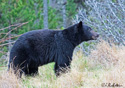 Ursus americanus